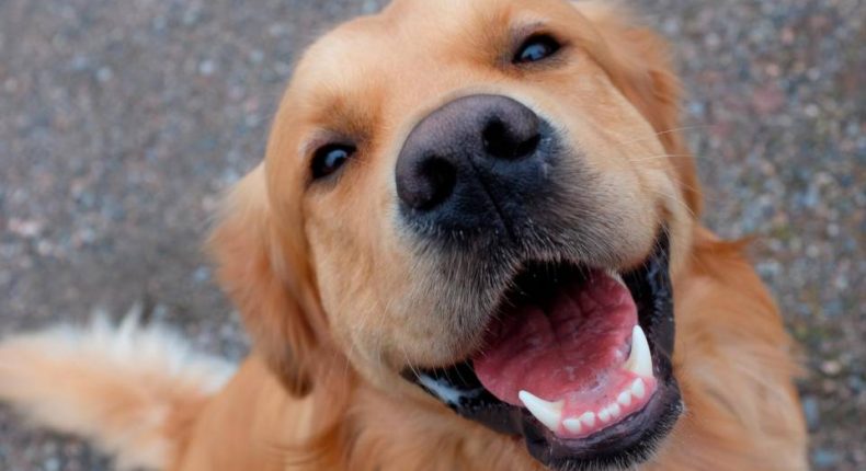 L’attaccamento dei cani verso i proprietari è molto simile a quello dei bambini verso i genitori