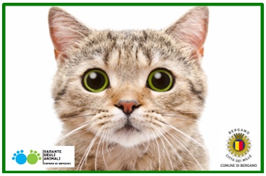 Giornata del gatto: il Comune di Bergamo lancia il progetto “tessera e pass”